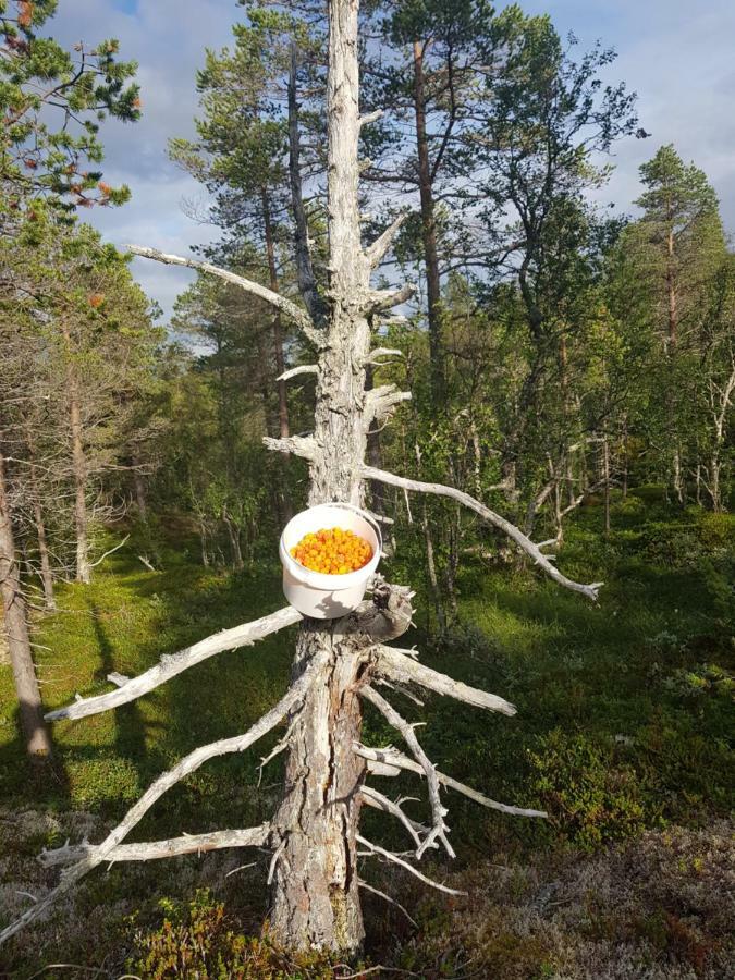 Malangen Kjerkevik
